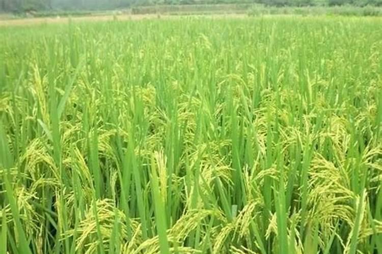 柑橘树脂病 白色膏药病的防治新农药