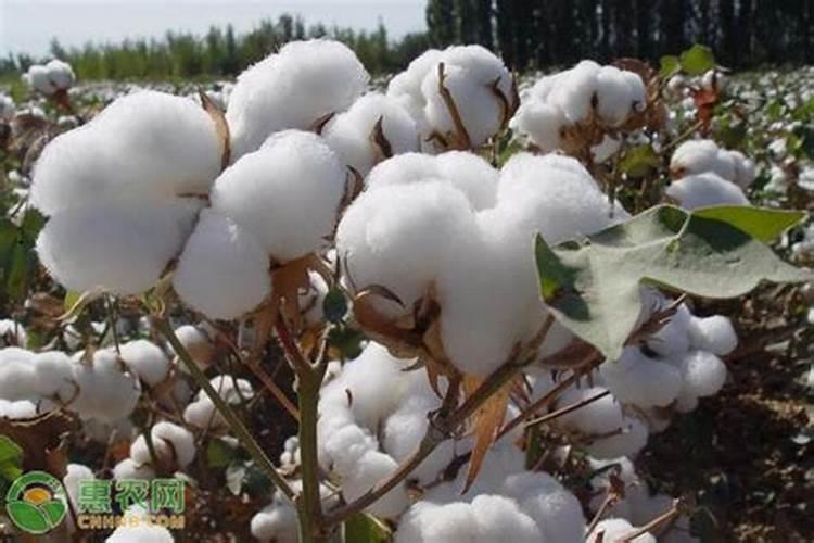 棉花后期需要什么肥料,侧枝过旺怎么办