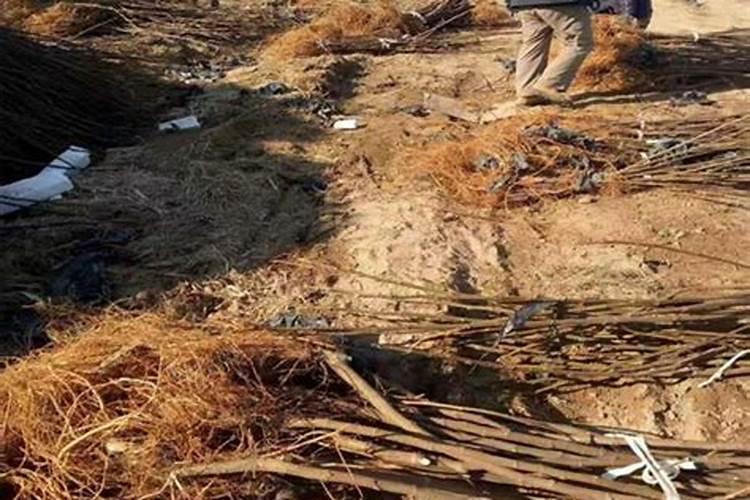 如何施用叶面肥