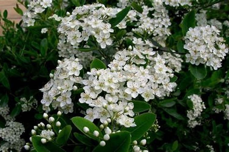 复合肥追施大白菜可以吗？