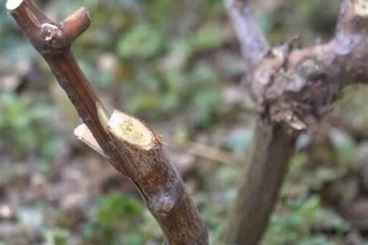 葡萄补硼的最佳时期