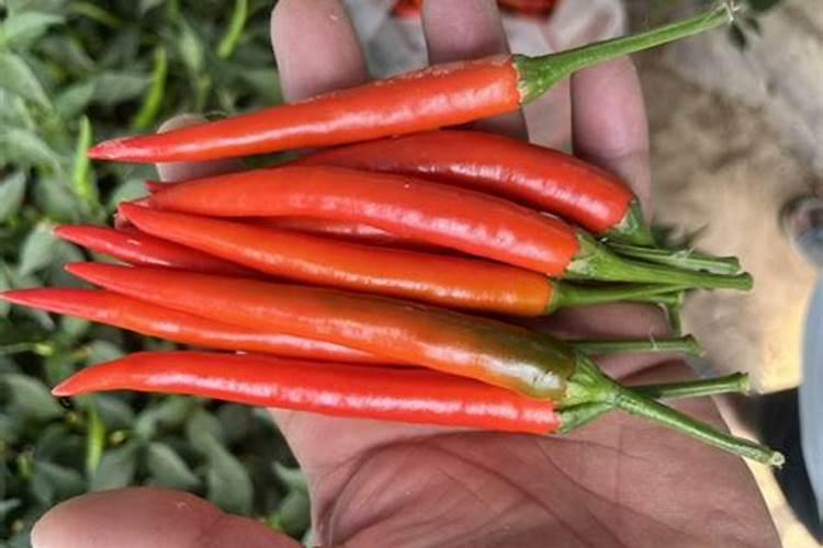 指天椒想要高产需要掌握哪些种植技术 养护方法总结