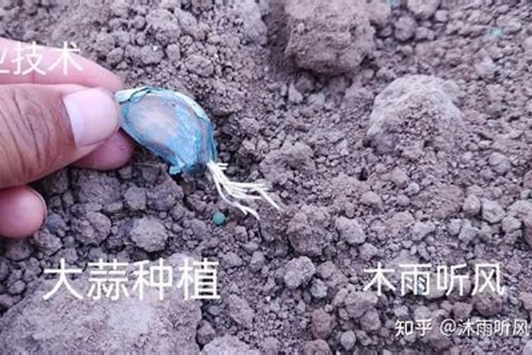 三角枫怎样摘叶？