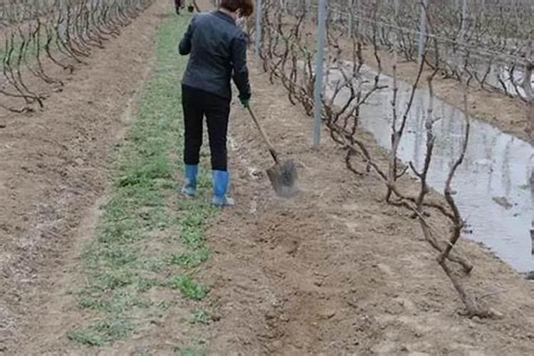 巨峰葡萄施肥时间和方法