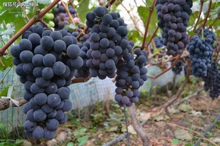 巨峰葡萄裂果怎么防治？巨峰葡萄裂果原因及防治