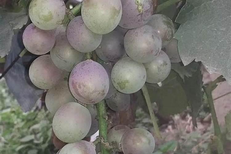 巨峰葡萄膨果喂什么肥 怎么给膨果期的巨峰葡萄施肥