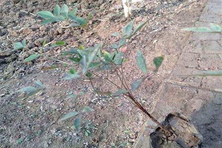 豆角开花了需要追肥吗