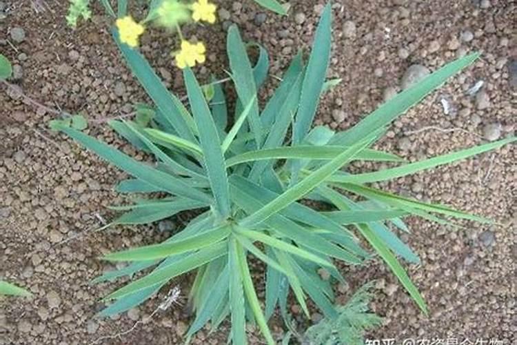 枣树花期用什么药安全