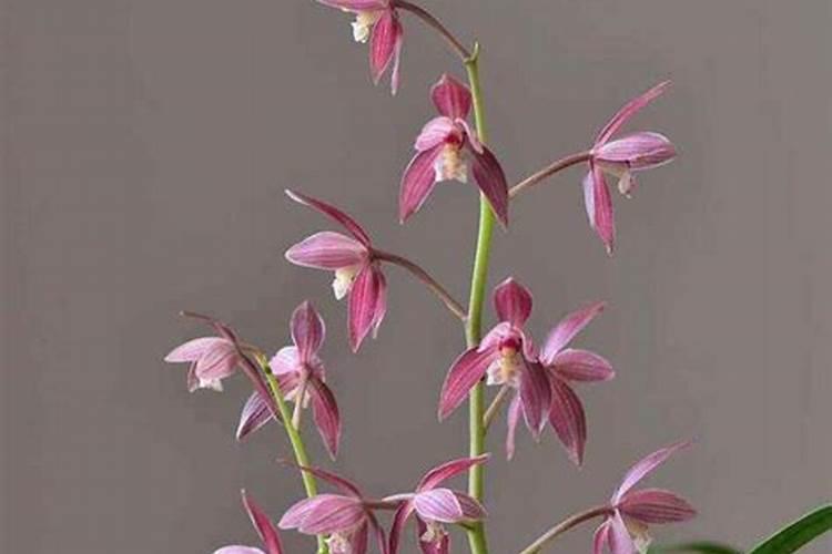 硫酸钾与尿素能同时冲施吗？