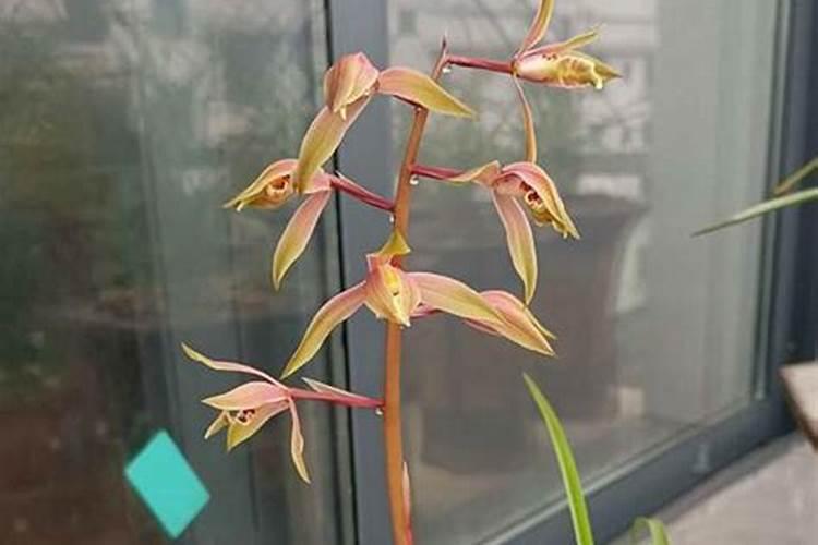 中微量元素肥很火,但用不好能坑死人