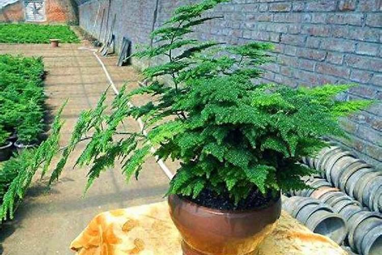 文竹施肥过多怎么处理