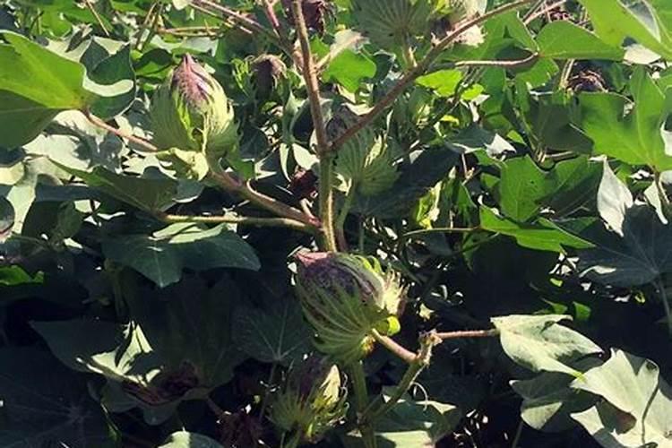 棉花每个生长周期的施肥方案 施肥用一铵还是用二铵