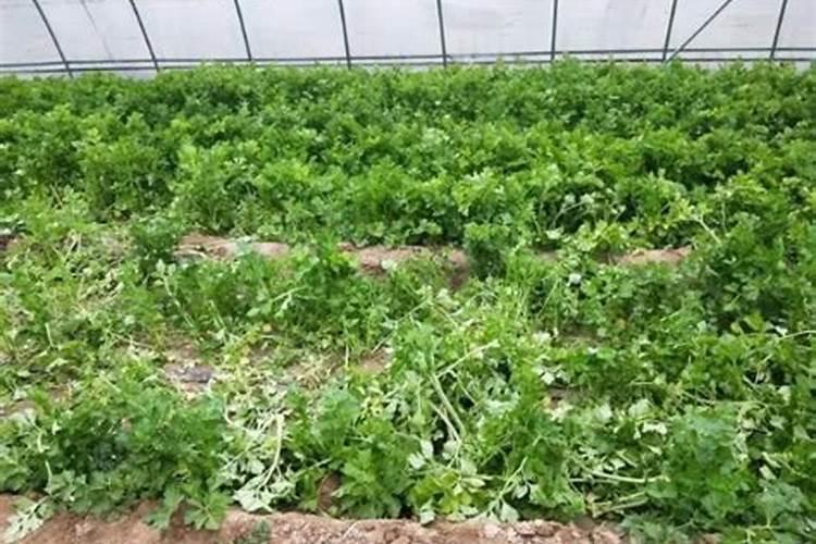 沙漠玫瑰怎样施肥