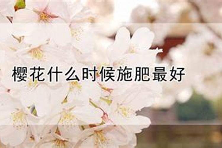 樱花栽培时应该怎样养护管理？