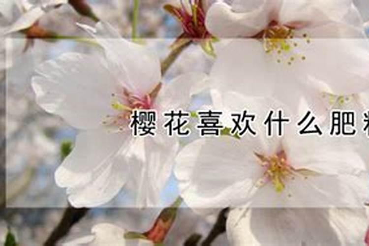 樱花怎么浇水(樱花怎么养才能长的好)