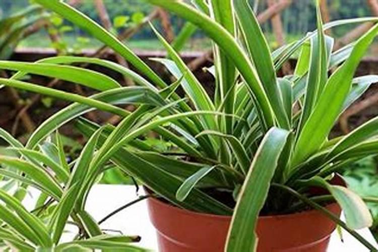 吊兰用什么肥料好