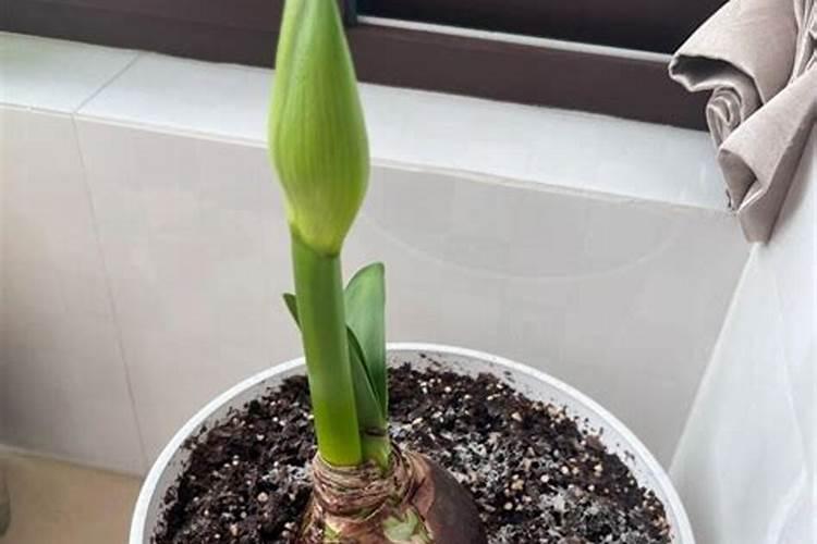 你知道“悬崖菊”是如何养殖的吗？