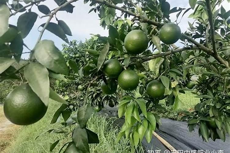 复合肥是什么肥料 复合肥料的优缺点