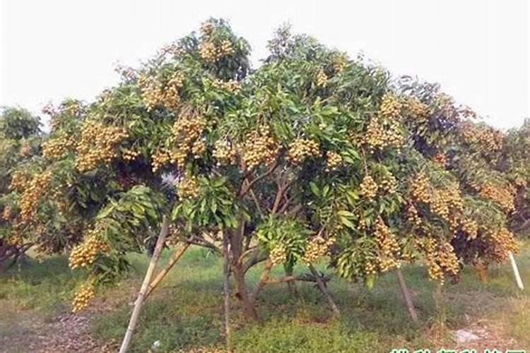 让树木快速生长的肥料