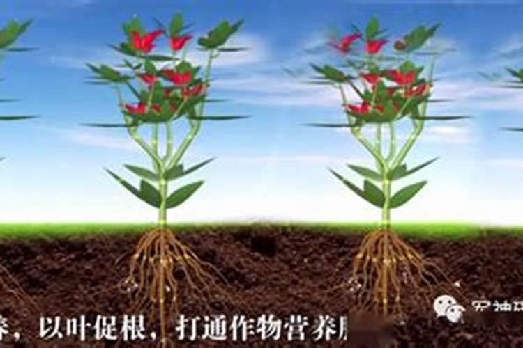 碳氢核肥国家认可吗