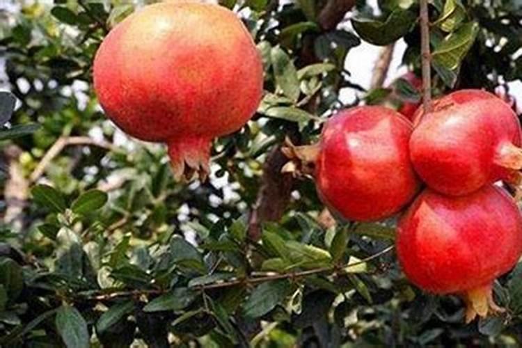 专家你好,我想请问一下,施什么肥可以让看石榴,又大又甜又脆