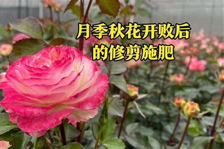 月季开花之后,该怎么做让月季花再开一茬呢？