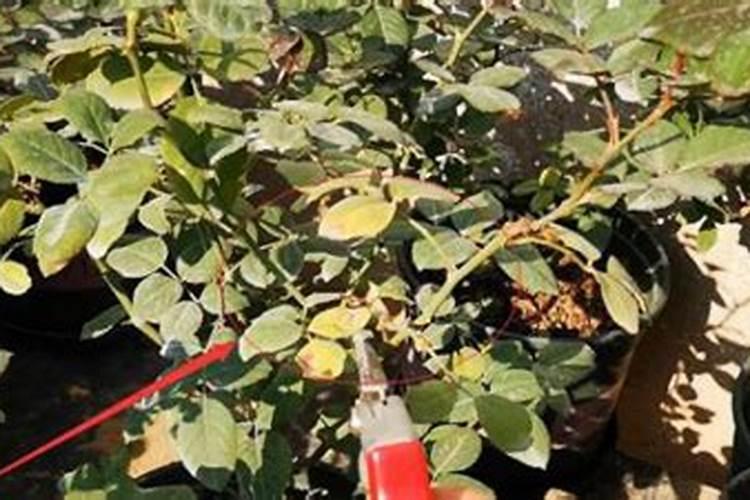 月季花施什么肥料好