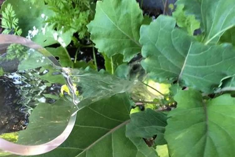 矿源黄腐酸钾,枯草芽孢杆菌能和平衡肥一起用吗？