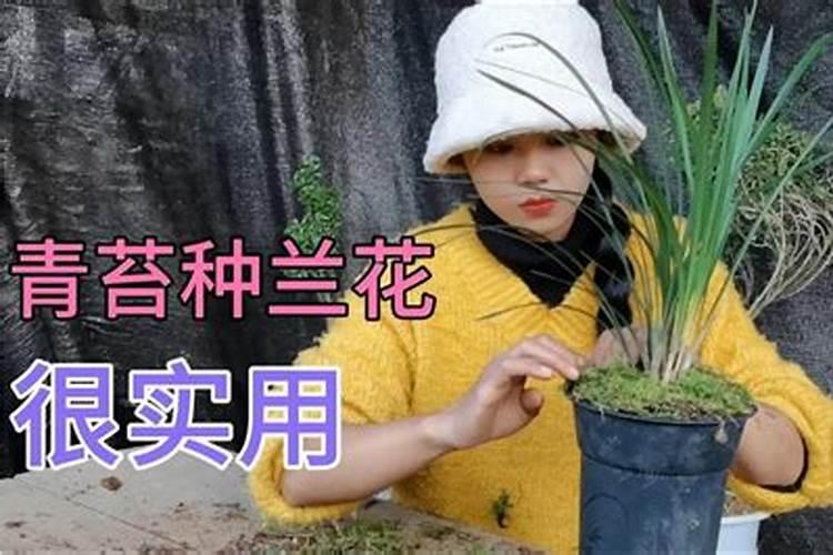 用青苔种兰花怎么施肥