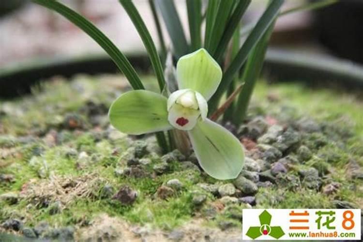 青苔对兰花的利与弊 青苔对兰花的利弊介绍