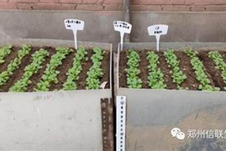 十三元素水溶肥可以喷白菜吗？