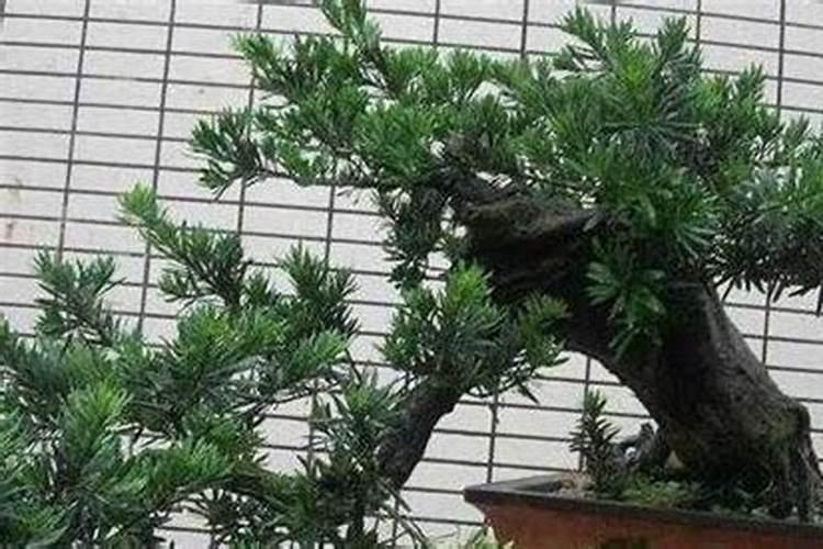 一百二十万吨有机肥需多少袋子？