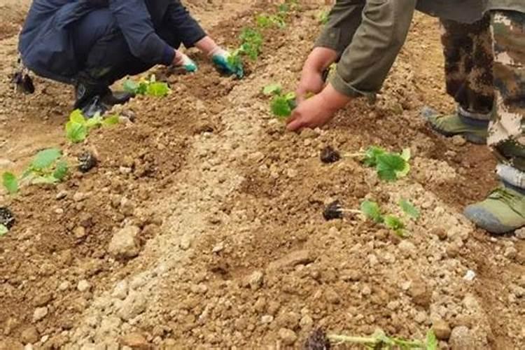 黄瓜移栽多久可以施肥？移栽后需要施什么肥？