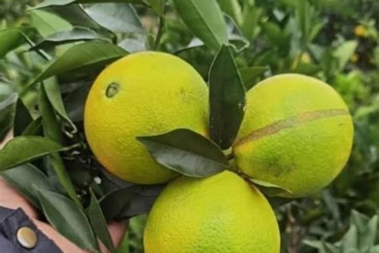 脐橙增甜有哪些方法