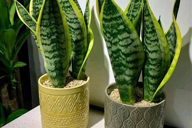 花卉不开花用什么肥料