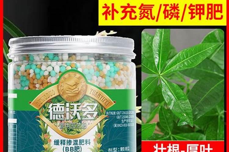 幸福树怎么养才能茂盛