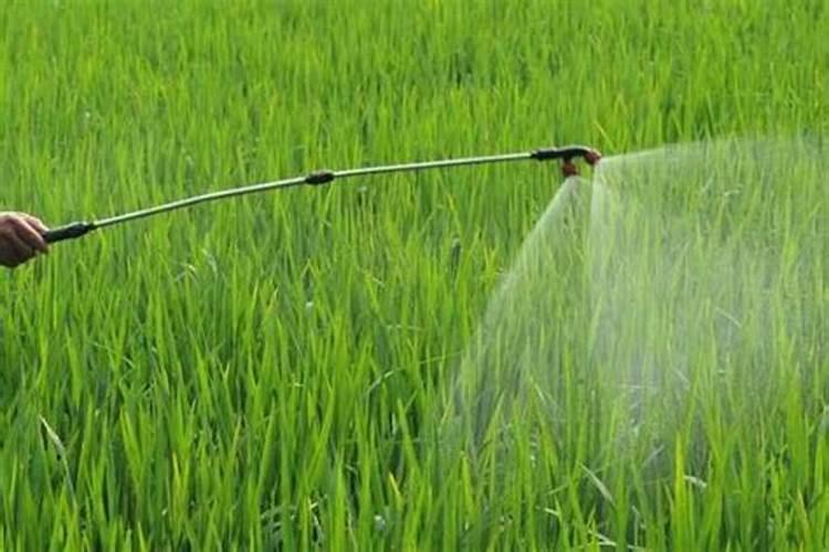 尿素可以水溶后施肥吗