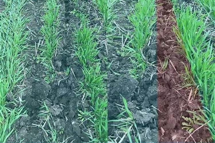 控释肥撒在土上面行吗