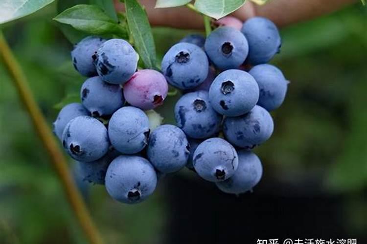 什么是黄砂糖？