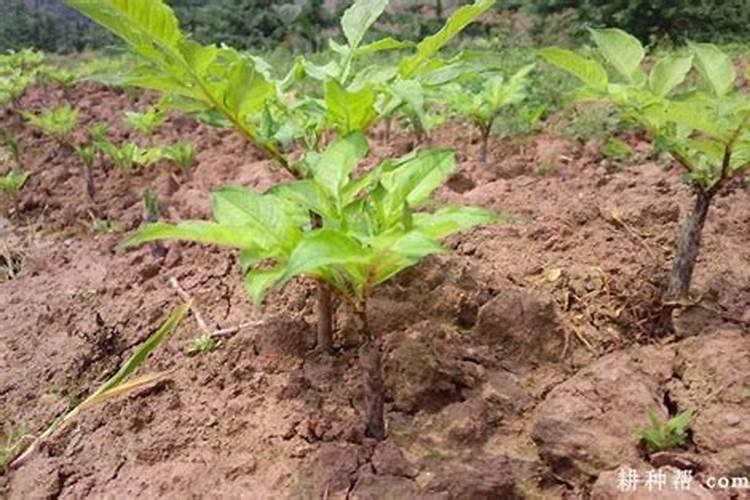 魔芋追肥用什么肥料好