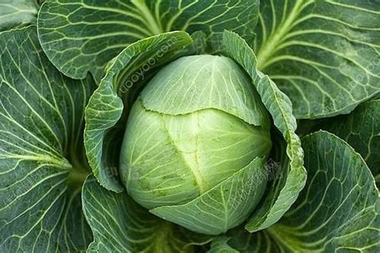 重楼的种植方法技术