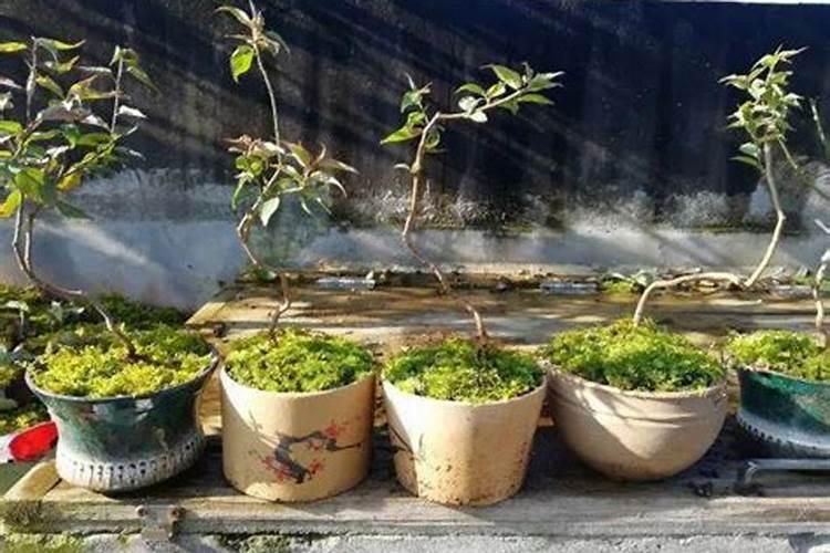 盆栽梅花怎么施肥？