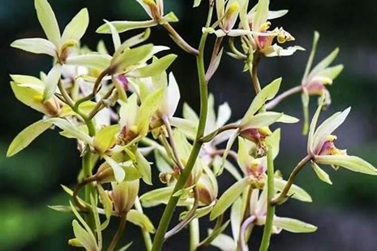 兰花如何施硼肥