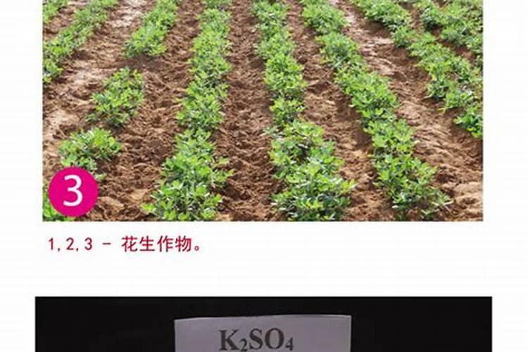 花生肥氯化钾硫酸钾哪个好肥料如何选择