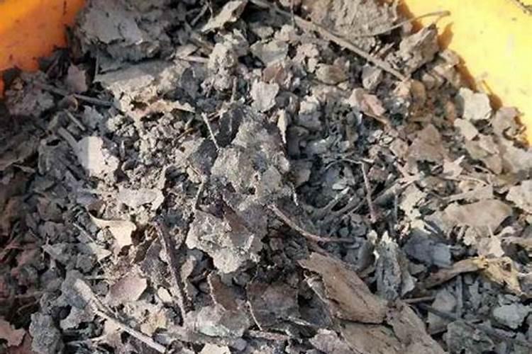 多肉植物一般用什么肥