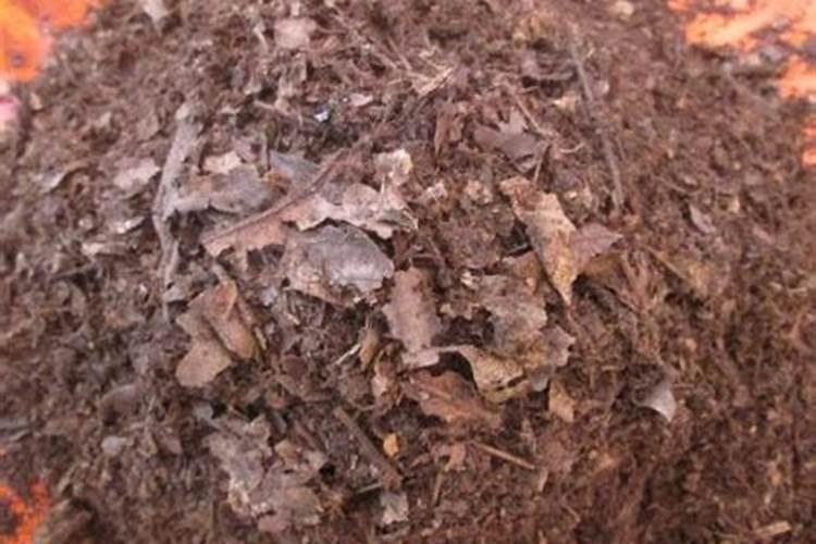 多肉植物需要什么肥料