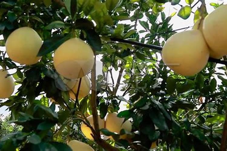 柚子如何施肥 柚子的施肥方法