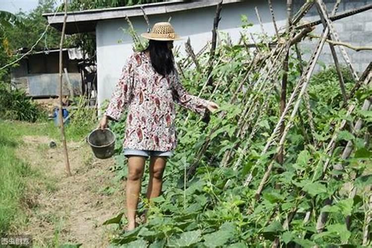 二胺用来养花可以吗？