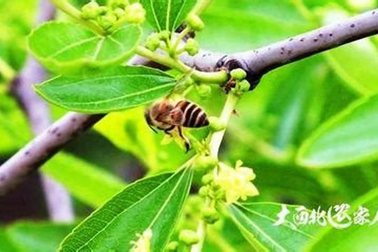 枣树施什么肥料最好