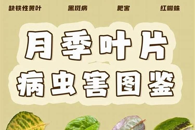 核桃可不可以做花肥 核桃可以做花肥吗